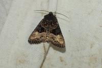 Euplexia lucipara