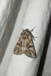 Pachetra sagittigera sagittigera