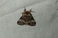 Drymonia dodonaea
