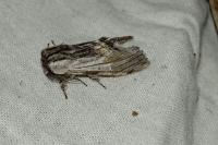 Harpyia milhauseri
