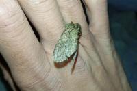 Peridea anceps
