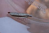 Pleurota bicostella