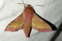 Deilephila porcellus