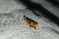Ancylis mitterbacheriana
