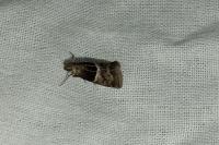 Elegia similella/atrifasciella