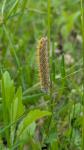 Lasiocampa trifolii trifolii