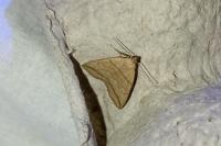 Herminia grisealis
