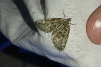 Chloroclysta siterata