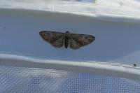 Eupithecia abbreviata
