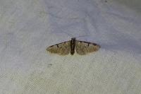 Eupithecia insigniata