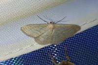 Idaea subsericeata