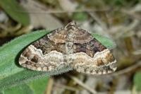 Xanthorhoe biriviata
