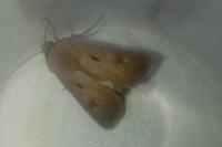 Agrotis exclamationis exclamationis