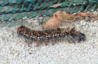 Trichiura crataegi