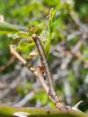 Phigaliohybernia marginaria/aurantiaria