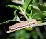 Anchoscelis helvola