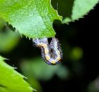 Rheumaptera cervinalis cervinalis