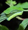 Orthosia cerasi
