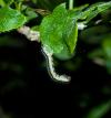 Rheumaptera cervinalis cervinalis