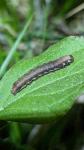 Eupsilia transversa