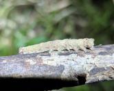 Allophyes oxyacanthae