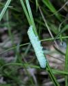 Orthosia cerasi