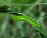 Amphipyra pyramidea