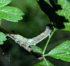 Allophyes oxyacanthae