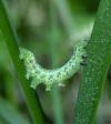 Cosmia affinis