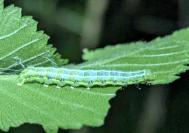 Cosmia affinis