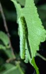 Cosmia affinis