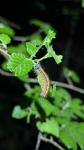 Malacosoma neustria
