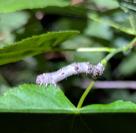 Phigalia pilosaria