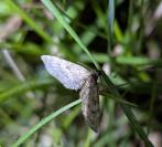 Eupithecia abbreviata