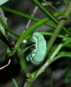 Orthosia gothica