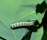 Orthosia miniosa