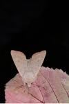 Orthosia gracilis