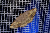 Stegania trimaculata