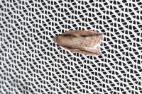 Acleris umbrana