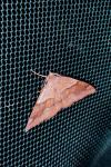 Plagodis pulveraria
