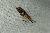 Alabonia geoffrella