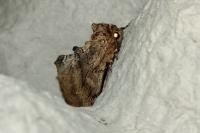 Ptilodon capucina