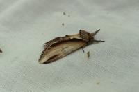 Pheosia gnoma