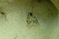Nola confusalis