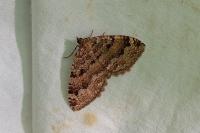 Triphosa dubitata