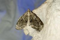 Thera variata/britannica