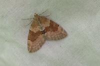 Thera obeliscata obeliscata