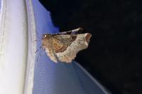 Selenia tetralunaria