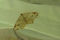 Macaria notata