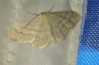 Scopula floslactata